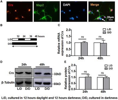 Crx Is Posttranscriptionally Regulated by Light Stimulation in Postnatal Rat Retina